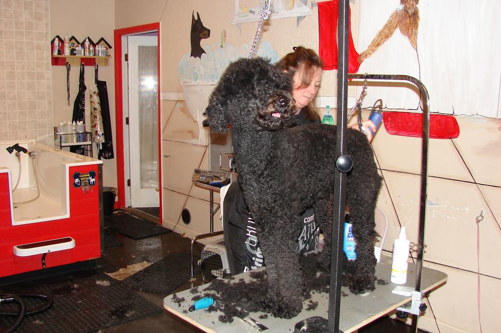 Pictures for Happy Tails Self Serve Dog Wash in Sandwich, MA 02563